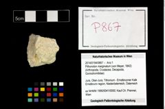 Foto (Objekt + Etikett) von Pithonoton marginatum (von Meyer, 1842)  (NHMW-GEO-2014-0194-0867)